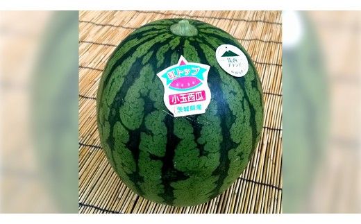 希少品種 「 紅トップ 」 1玉 ( Lサイズ ) 茨城県産 こだますいか 小玉 すいか スイカ 西瓜 フルーツ 果物 [AG006ci]