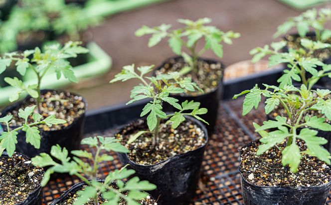 【2026年夏発送】ふらの ミニトマト 3kg（品種：ラブリーさくら）北海道 富良野市 野菜 新鮮 直送 トマト 道産 ふらの 送料無料 数量限定 先着順