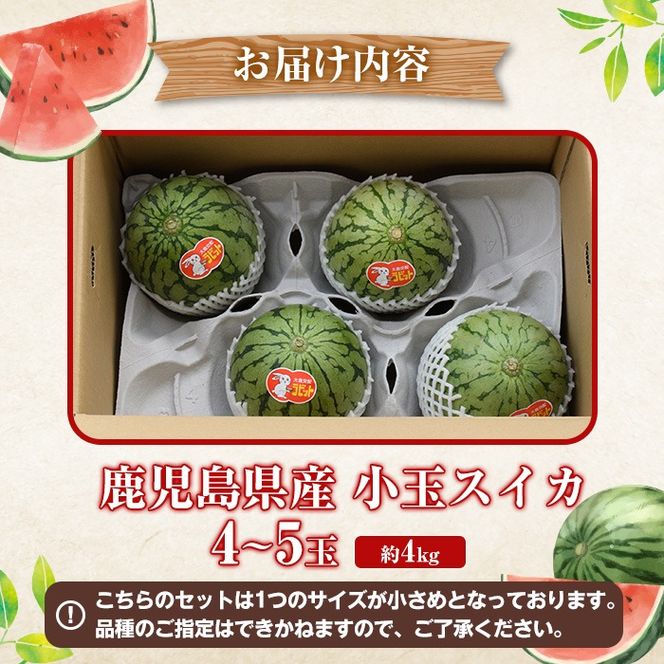 ＜先行予約受付中！2026年5月下旬以降順次発送予定＞鹿児島県産 小玉スイカ(4～5玉) 国産 果物 スイカ すいか 西瓜 フルーツ スイーツ スムージー ジュース 期間限定【松永青果】akn053-25