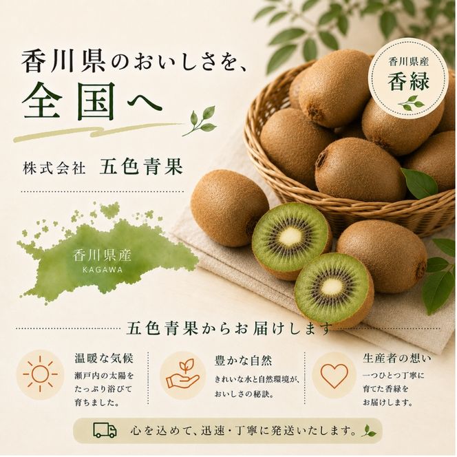 香川オリジナルキウイフルーツ「香緑（こうりょく）」約3kg 果物類 果物詰合せ 