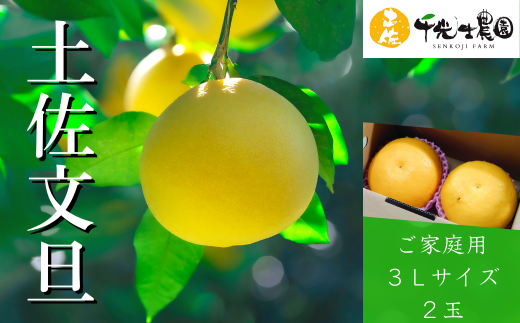 [先行予約]千光時農園の土佐文旦 2玉 3L サイズ 2026年2月より順次発送 家庭用 贈答用 ぶんたん ブンタン 柑橘 みかん フルーツ 果物 お取り寄せ 安芸 高知
