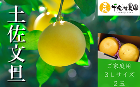 【先行予約】千光時農園の土佐文旦 2玉 3L サイズ 2026年2月より順次発送 家庭用 贈答用 ぶんたん ブンタン 柑橘 みかん フルーツ 果物 お取り寄せ 安芸 高知