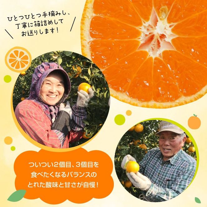 青島みかん 10kg　N0132-YB351