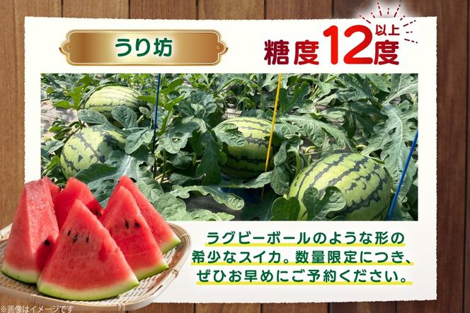 AJ460 【令和8年度出荷分】 湧水の里 モリファーム 小玉スイカ うり坊 3L 4kg 1玉 [ 先行予約 数量限定 小玉 うり坊 スイカ 西瓜 フルーツ 果物 長崎 長崎県 島原市 ]