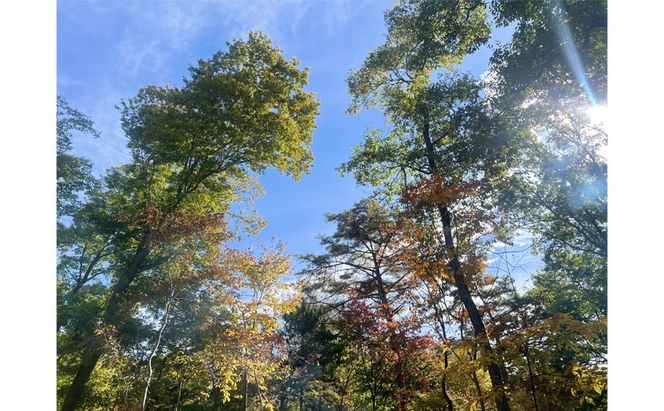 癒しの森で焚き火と焼き芋体験（1名様分）～「町に近い森」がある小諸にて　体験 チケット 自然 リフレッシュ