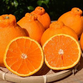 ZE6111n_有田の不知火(しらぬひ)　6玉×2箱（L～2Lサイズ） まごころ手選別