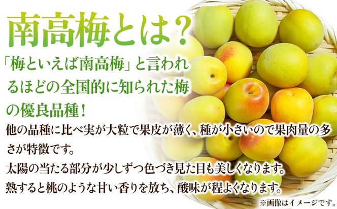 紀州熟南高梅 約2kg 選べるサイズ M ~ 大玉 4L 《2027年6月上旬-6月中旬頃出荷》 和歌山県 日高川町 梅 紀州南高梅 うめ フルーツ 果物---wshg_frsa1_a6_23_18000_2kg---