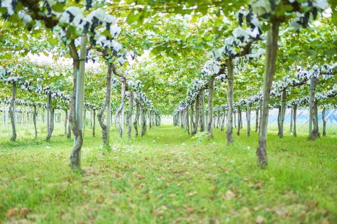 赤ワイン ルバイヤート マスカットベーリー A樽貯蔵 720ml 1本 [マツムラ酒販 山梨県 韮崎市 20744978] ワイン 赤 山梨 お酒 酒 わいん Wine