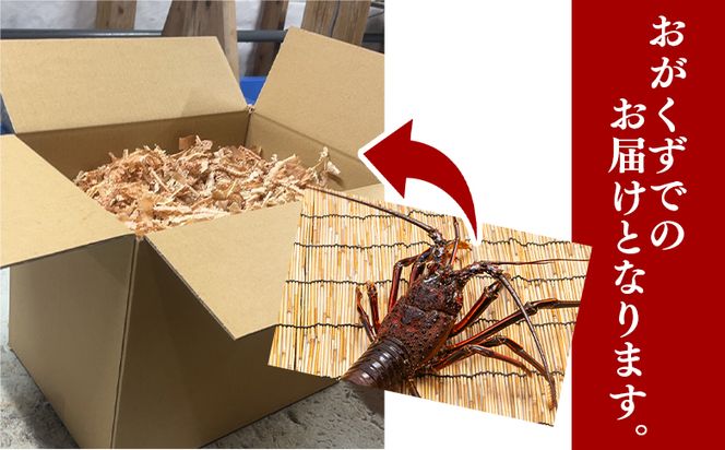 活 伊勢海老 計750g(1～3匹) 冷蔵 - 訳あり 国産 エビ えび 海鮮 魚介 産地直送 プリプリ 味噌汁 刺身 焼き物 汁物 えび蔵 eb-0022