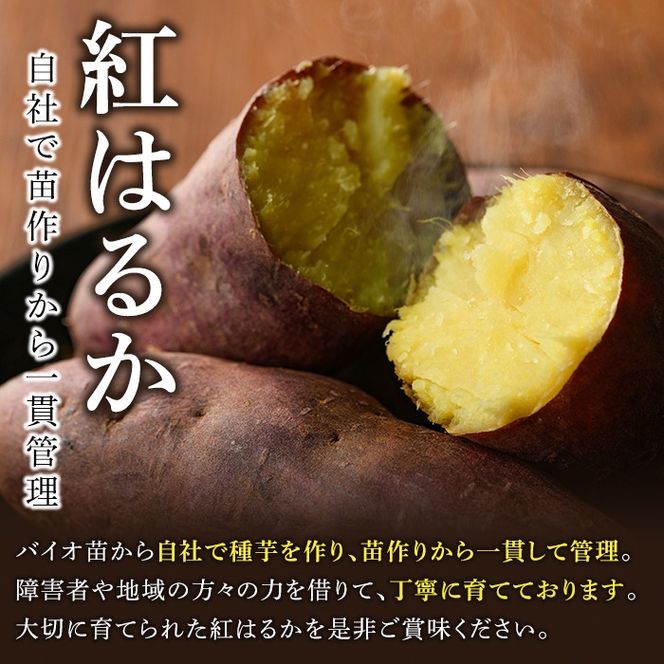 訳あり！鹿児島県産さつまいも｢紅はるか｣(計10kg) 大容量 国産 熟成 詰め合わせ 野菜 さつま芋 焼芋 鹿児島産 大小混合 期間限定 常温保存【合同会社グッドフィールド】akn056-08