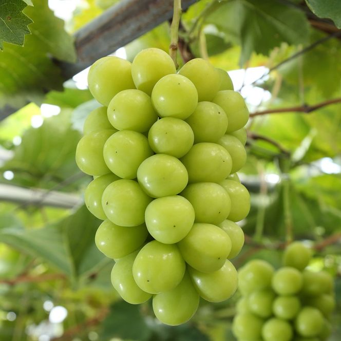 ぶどう 2026年 先行予約 シャインマスカット 晴王 1房 約800g 化粧箱入り 岡山県 赤磐市産 果物 フルーツ 葡萄 ブドウ