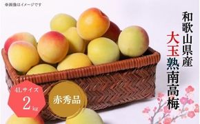 【梅干・梅酒用】大玉4Lサイズ約2kg 熟南高 生梅 赤秀品＜2026年6月上旬～7月7日発送予定＞【ART01】 / 梅 フルーツ 梅酒 生梅 南高梅 完熟 うめ 梅干し 生梅 ウメ 和歌山  南高