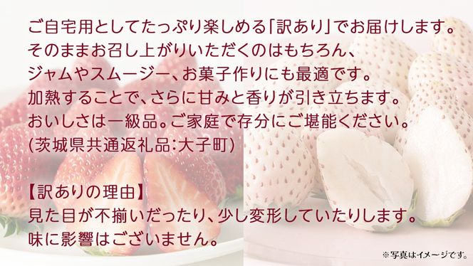 訳あり 紅白いちご 1kg【2026年3月発送開始】(茨城県共通返礼品：大子町) 苺 果物 フルーツ 果実 ご家庭用 