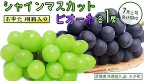 【 お中元 桐箱入り 】 シャインマスカット & ピオーネ (各１房) 【2026年7月上旬発送開始】(茨城県共通返礼品：大子町) ぶどう 葡萄 マスカット フルーツ 果物 贈答用 ギフト 贈り物
