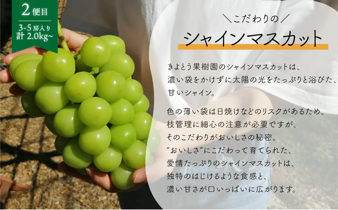 【2026年先行予約】ピオーネとシャインマスカット、たっぷり2kgの2回便！(定期便) (岡山県産)【KF-T005-04】