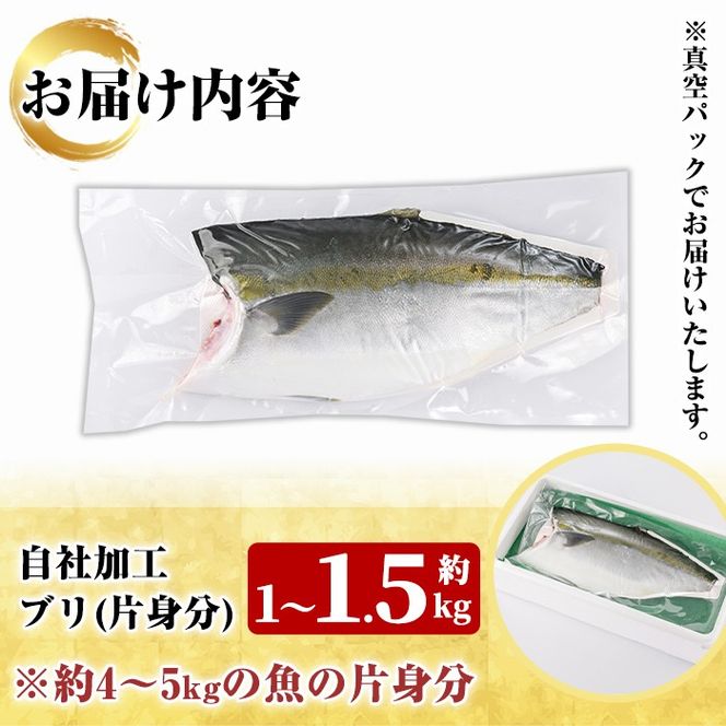 鮮度抜群！自社加工ブリ(片身分・1～1.5kg) ブリ 鰤 魚貝 魚介 海産物 刺身 焼き魚 煮つけ 真空パック【さるがく水産】akn028-24