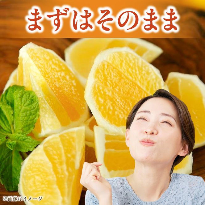 【先行予約】＜果樹園直送＞土佐小夏 特選品贈答用 約5kg 5キロ〈2027年5月下旬～6月下旬頃発送〉  / こなつ 小夏 日向夏 ニューサマーオレンジ 柑橘 かんきつ 柑橘類 フルーツ 果物 くだもの 果実 デザート おやつ【白木果樹園】 [BQAI028]