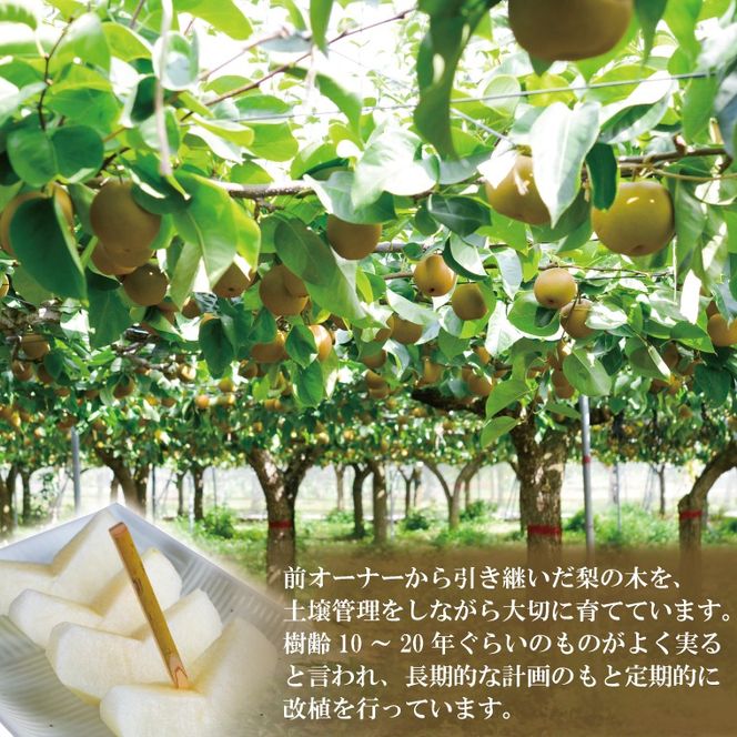 【先行予約】【数量限定】あい farm の梨 あきづき3kg (4～8玉) | 9月上旬より順次発送 梨 なし フルーツ 果物 新鮮 旬 梨園 益子町産 (DQ012)