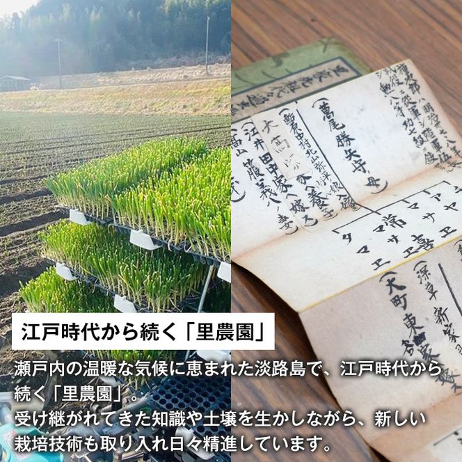 淡路島玉ねぎ（10キロ）　玉ねぎ 産地直送