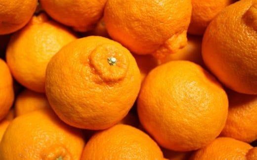 紀州 有田 産の デコポン 5kg (18玉～24玉入り・青秀以上)  ※2月中旬～3月中旬頃順次発送 /柑橘 不知火 フルーツ 果物 【tec810B】