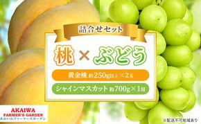 桃 ぶどう 詰合せ 2026年 先行予約 黄金 桃 2玉（1玉250g以上） シャイン マスカット 1房 約700g 岡山県 赤磐市産 フルーツ 果物 あかいわファーマーズガーデン
