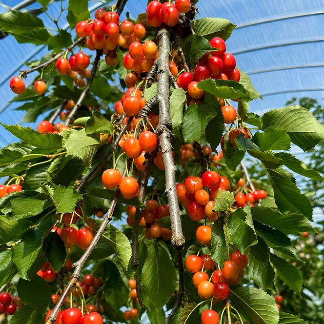 北海道 仁木町産 さくらんぼジャム 120g×4本 イオリファーム [iori farm] 栽培期間中 除草剤不使用