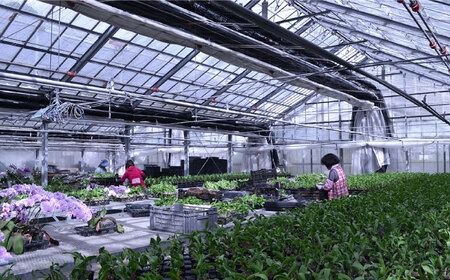 【 30セット 限定 】 デンファレ （ 洋蘭 ） 2本 立ち  《糸島》【和饗エコファーム株式会社】蘭 洋蘭 デンファレ 花 インテリア お祝い 贈り物 [AVI005]