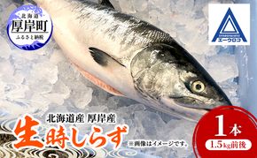 北海道 厚岸産 生時しらず 1本 1.5kg前後 [ 鮭 サケ 時鮭 時サケ 魚 産地直送 ]
