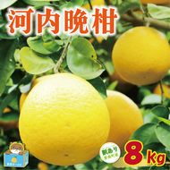 【先行予約：2027年4月上旬～発送】訳あり 河内晩柑 8kg +傷み保証1kg 8000円 みかん かわちばんかん 愛南ゴールド あいなん ゴールド 美生柑 文旦 グレープフルーツ 和製 家庭用 産地直送 国産 農家直送 期間限定 数量限定 ビタミン 特産品 ゼリー ジュース 人気 限定 さわやか 甘い フルーツ 果物 柑橘 蜜柑 規格外 愛媛県 愛南町 塚岡農園