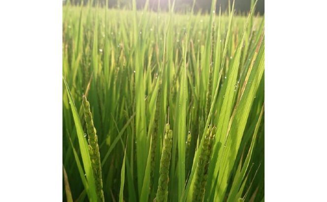 もち米 特別栽培れんげ米 日進市産もち米 5kg×2袋 米 コメ お米 モチ米 餅米 お餅 おもち 粘り強い 特別栽培米 日進市 愛知県