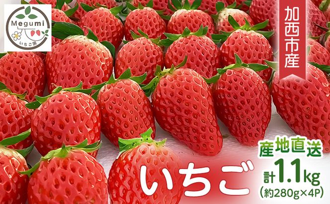 いちご　4パック 兵庫県 加西市 果物類 苺 イチゴ 果物詰合せ フルーツ