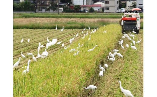 [定期便／3ヶ月] 低農薬栽培の彩のきずな《白米》計27kg (4.5kg×2袋×3ヶ月連続)｜おいしい お米 コメ こめ ご飯 ごはん お取り寄せ 直送 贈り物 贈答品 ふるさと納税 埼玉 杉戸 [0662]