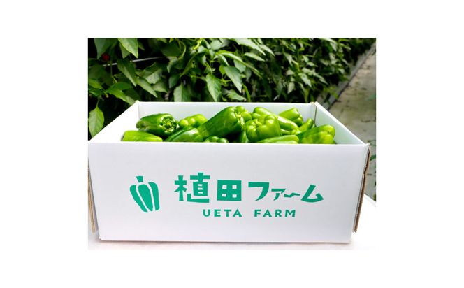 【先行予約】高知県産 植田ファームのこだわりピーマン 3kg〈2026年10月1日～2027年6月下旬〉 ピーマン 甘い 新鮮野菜 サラダ 野菜 おかず 詰め合わせ 絶品 お取り寄せ 美味しい 料理 おうちごはん 新鮮 高知県 土佐市【株式会社植田ファーム】[BQAT003]