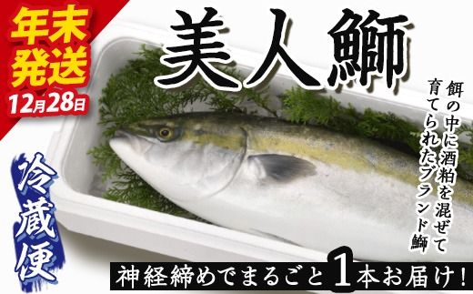 ＜12/28発送限定＞ 神経締めでまるごと1本お届け！美人鰤  下処理無し (1本・約5kg) 美人ブリ 美人鰤 ぶり ブリ 鰤 年末発送 神経締め ブランド魚 獲れたて 鮮魚 まるごと 冷蔵 海の直売所 大分県 佐伯市 ＜離島配送不可＞ 【AS130】【海べ】