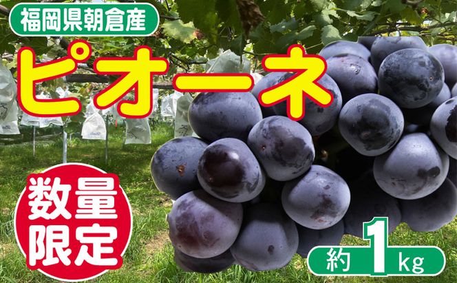 2026年先行予約 葡萄 ピオーネ 1～3房 約1kg 数量限定 ゆう美果樹園 ※配送不可：離島