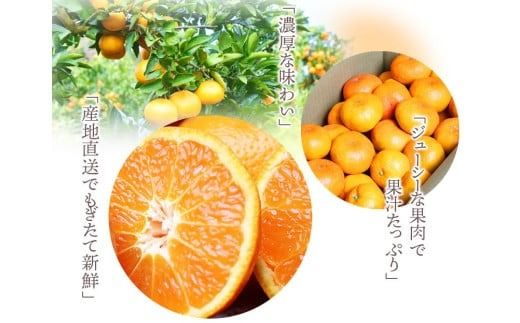 【先行予約受付中！】高級みかん ブランド 田村みかん 10kg ※2026年11月下旬～2027年1月下旬頃に順次発送予定（お届け日指定不可） 有田みかんの最高峰 / みかん ミカン 柑橘 フルーツ 果物 甘い 和歌山 柑橘類 【uot505A】