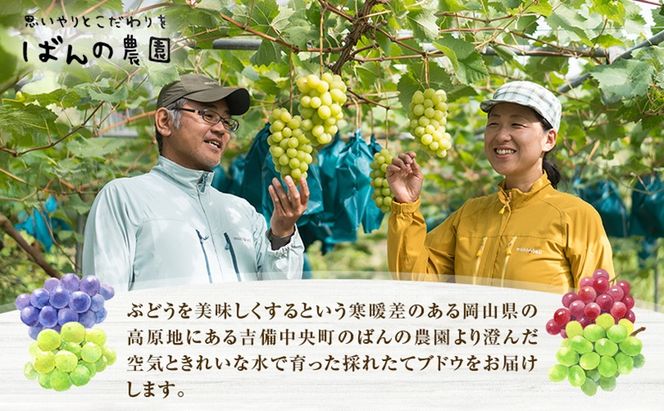 ぶどう 2026年 先行予約 ニュー ピオーネ 2房 約900g  減農薬栽培 ブドウ 葡萄  岡山県産 国産 フルーツ 果物 ギフト  ばんの農園 ニューピオーネ 種なし