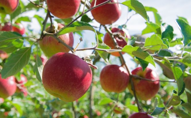 りんごジュース1000ml×2 シナノ2本セット 飲料類 果汁飲料 