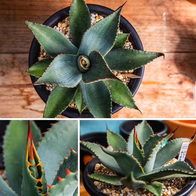 鹿嶋市産 実生アガベ・パリー ホーチエンシス（吉祥天）6号鉢【アガベ パリー ホーチエンシス 多肉植物 鉢 茨城県 鹿嶋市 】（KCP-17-b）
