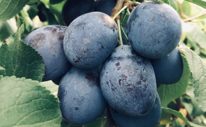 北海道仁木町産 ジャム120g×3種セット（ブルーベリー・プルーン・さくらんぼ） 栽培期間中 除草剤・化学農薬・化学肥料不使用 サクランボ プルーン ブルーベリー ジャム 果物 フルーツ 北海道 仁木町 [iori farm]