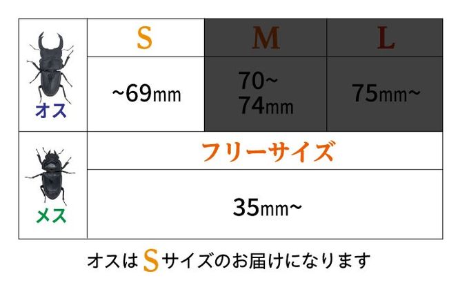 オオクワガタ ペア (Sサイズ)　糸島市 / 糸島クワガタの森 昆虫 ペット [AUN002] クワガタ オオクワガタ  クワガタムシ 昆虫 ペット 虫 生体 国産 ペア 成虫