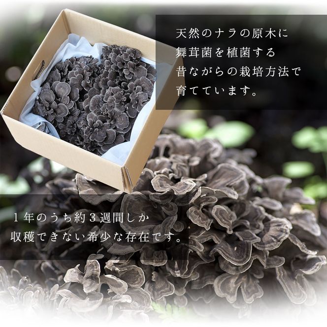 【2026年発送分先行予約】丹波山村産 原木舞茸 約2kg 2026年秋頃より順次発送予定 / 丹波山名産 希少 無農薬 無添加 舞茸 まいたけ マイタケ 原木栽培 きのこ キノコ 産地直送【tab0225-2000】