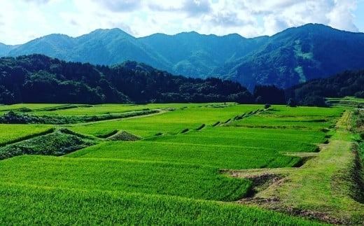 【令和7年産米】 こしいぶき 白米5kg（5kg×1） 新潟県村上市岩船産　1067101