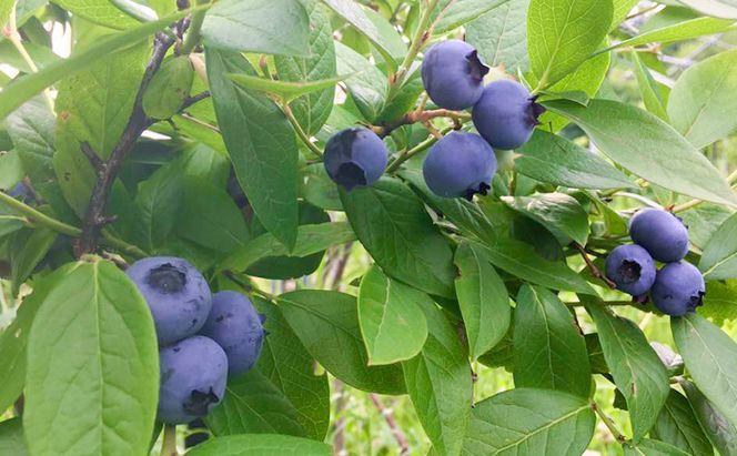 北海道仁木町産 ブルーベリージャム 120g×3本 [iori farm] 栽培期間中 除草剤不使用 果物 詰合せ セット フルーツ 