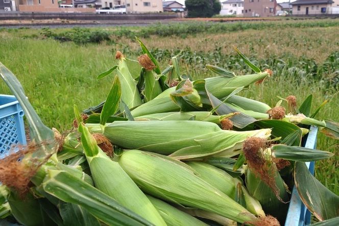 【期間限定発送】夢のような美味しさ！生食可能 高糖度 とうもろこし ドルチェ・ドリーム 3kg (5～7本) [桑高農園 静岡県 吉田町 22424250]