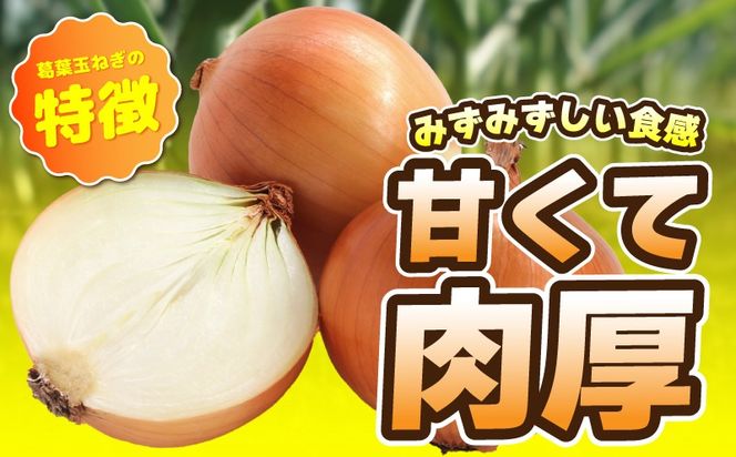 010B1773 【先行予約】葛葉玉ねぎ 6kg（10～15玉）