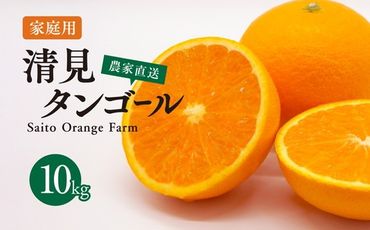 【先行予約】Saito Orange Farmの家庭用清見タンゴール10kg ｜ 柑橘 みかん ミカン フルーツ 果物 愛媛　※離島への配送不可　※2025年3月下旬頃より順次発送予定