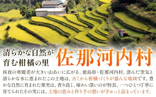 【CF】ゆず 訳あり 柚子 約1.5kg 《11月中旬-12月中旬頃発送》徳島県 佐那河内村 ゆず 柑橘 フルーツ 旬【配送不可地域あり】※離島---sanagouchi_lcl_19_1500g---