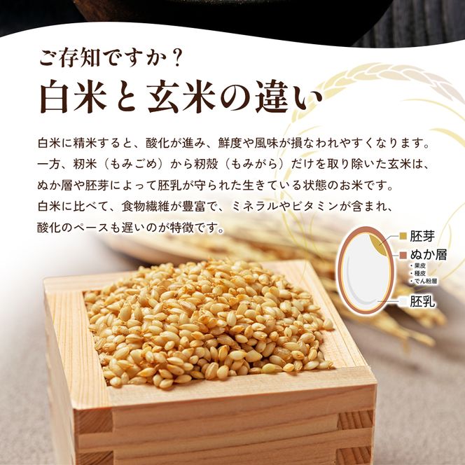令和8年産　新米「コシヒカリ」30kg（玄米）お米 30kg 
