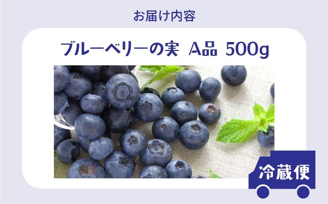 北海道 伊達市産 ブルーベリーの実(A品／冷蔵) 500g｜国産 果物 フルーツ ジャム パイ お菓子作り【kzh-022】